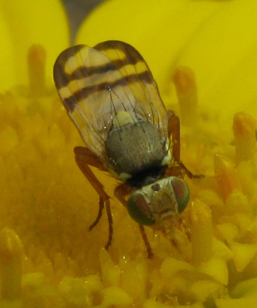 graziosa Tephritidae.. (??)